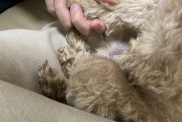 肺水腫のワンちゃん元気になりました！