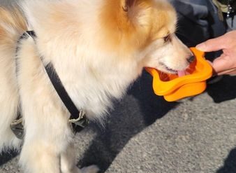 目が見えなくなったモコちゃん　2回目施術