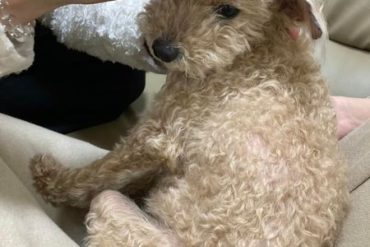 目が見えなくなったモコちゃん　2回目施術