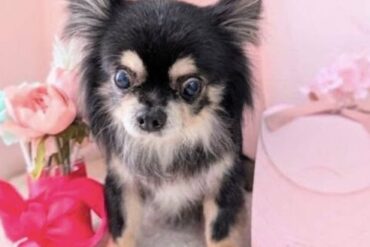 てんかん発作を起こしていたそらちゃん